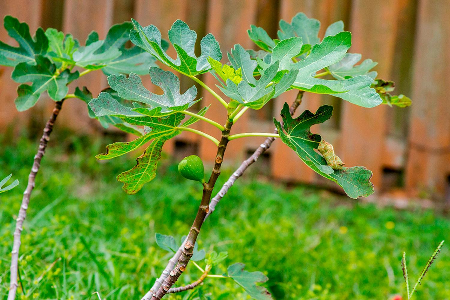 Figentræ placering Placering af figentræ